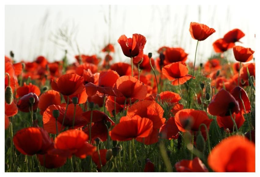 Poppies Meadow Nature Poppy