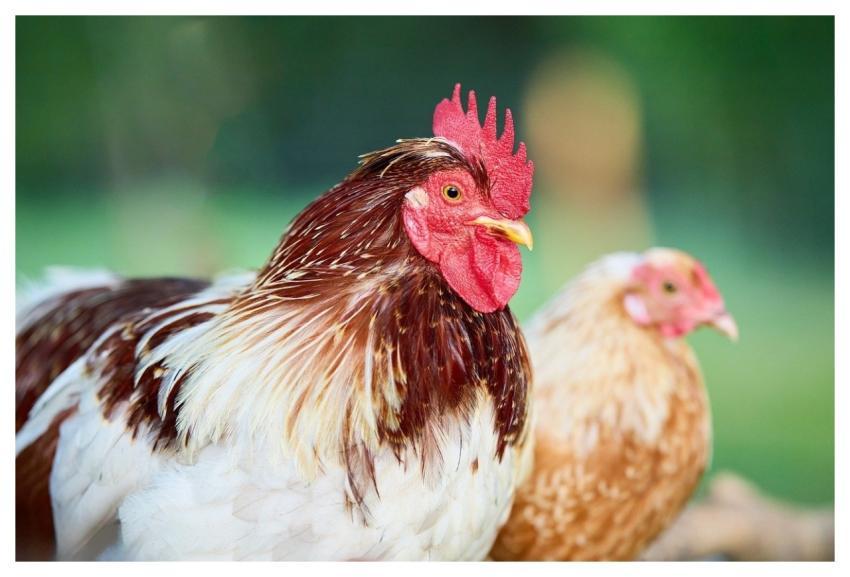 Haan Chicken Them Poultry