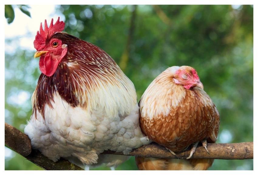 Haan Chicken Poultry Farm