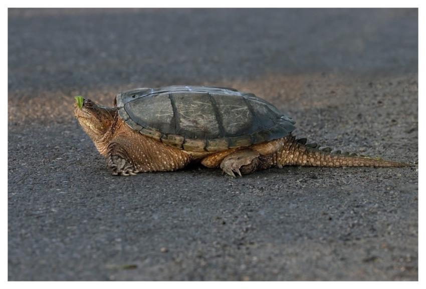 Turtle Nature Tortoise Beautiful Wallpaper