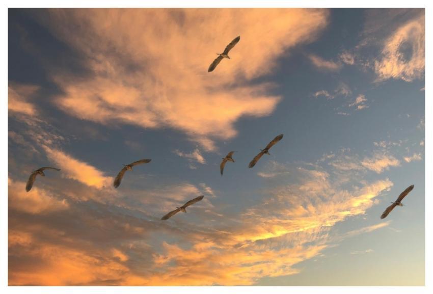 Migratory Birds Sky Clouds Migration
