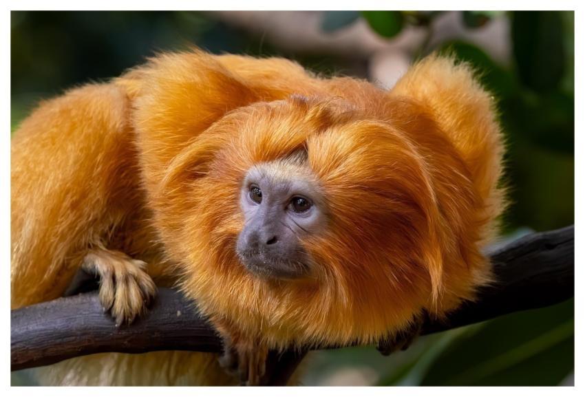 Lion Tamarin Beautiful Wallpaper 4K Wallpaper Monk