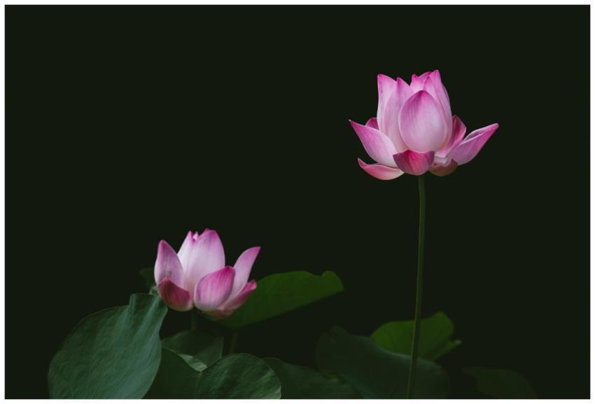 Captivating image of pink lotus flowers in bloom s