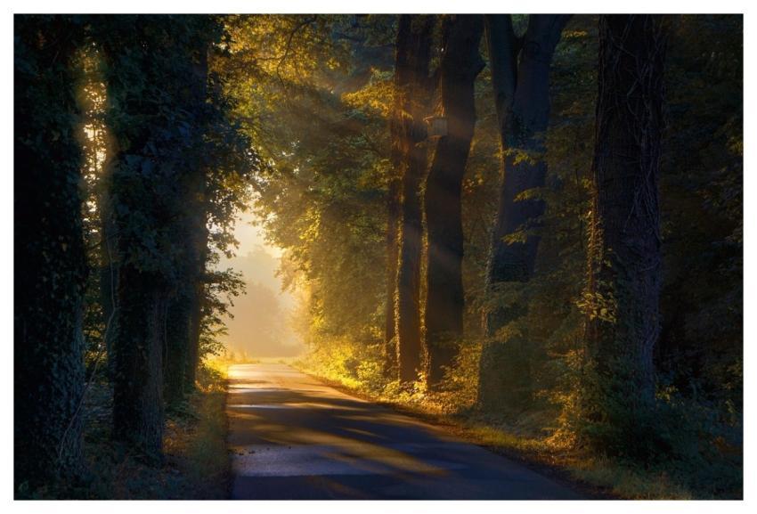 Path Trees Forest Nature