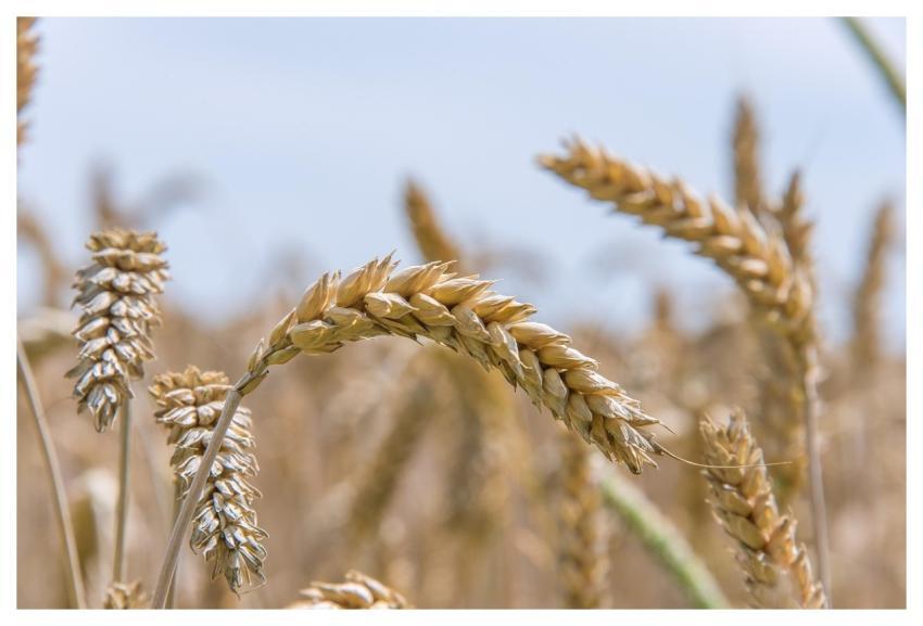Soft Wheat Seed Wheat Bread Wheat Wheat