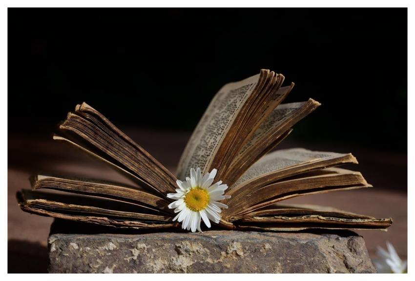 Old Book Book Daisy Flower
