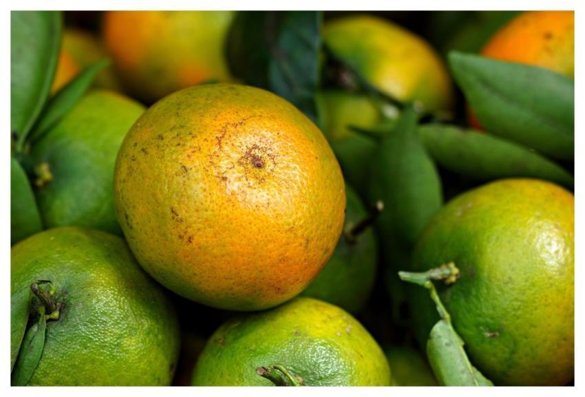 Tangerine Citrus Fruit Healthy