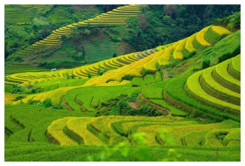 Vietnam Blind Cang Brush Terraces Golden Season
