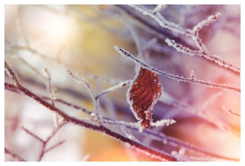 Winter Frost Leaf Leaves