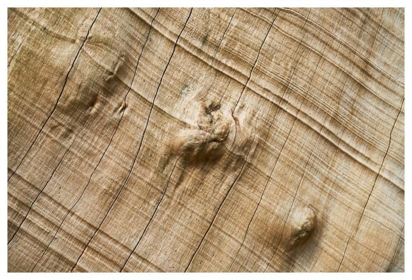 Abstract Nature Texture Tree