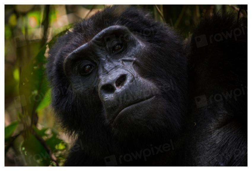 Gorilla's face closeup, animal background