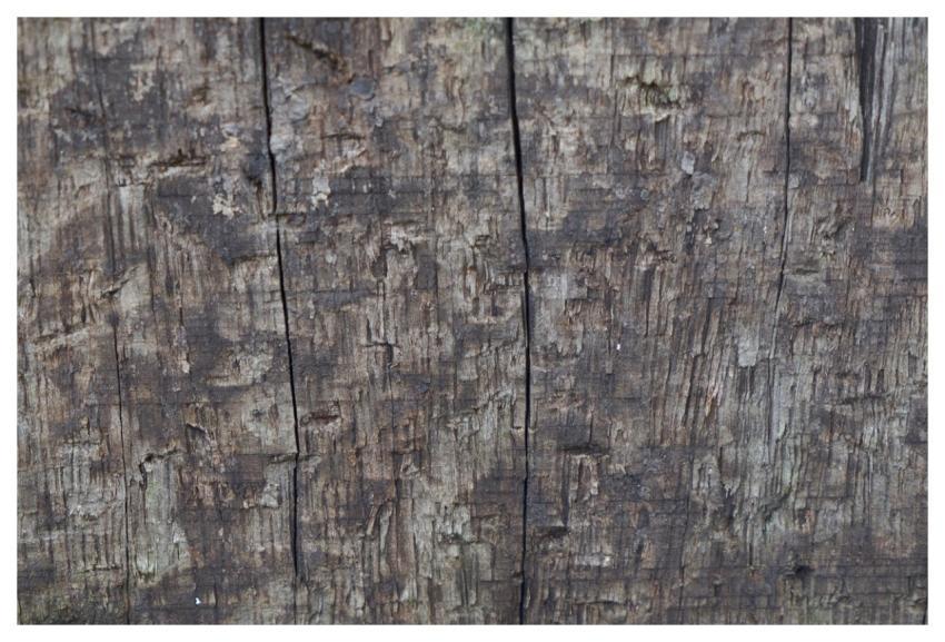 Wood Timber Texture Abstract