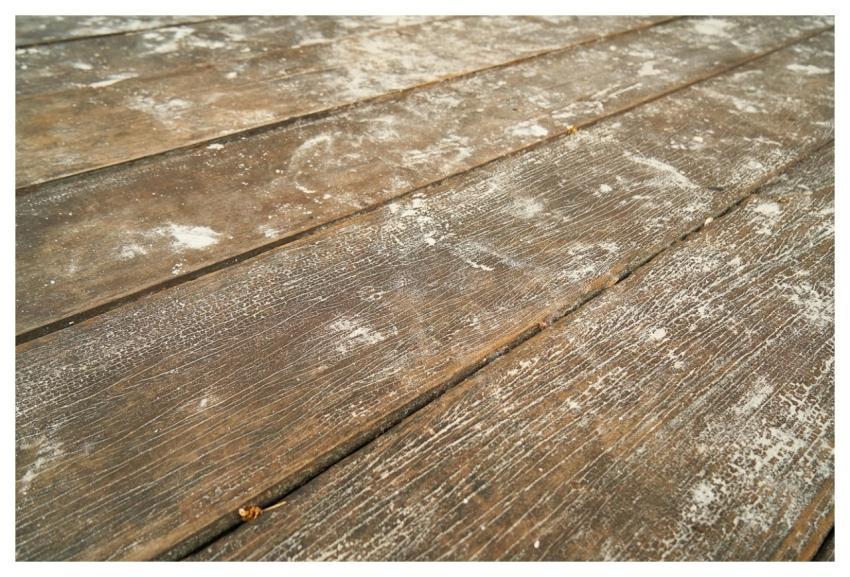 Wood Tree Nature Abstract