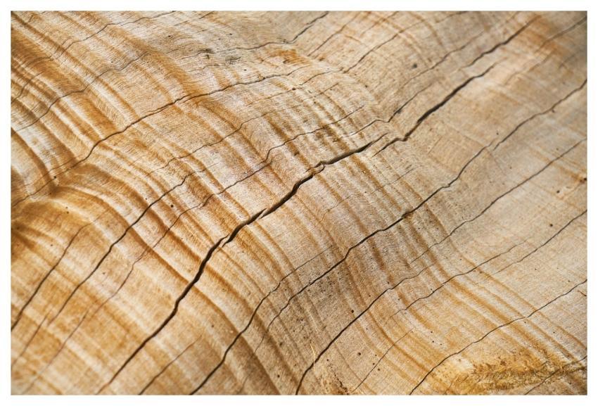 Abstract Nature Brown Tree