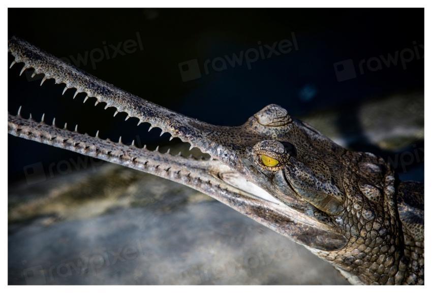 Gharial, reptile animal background