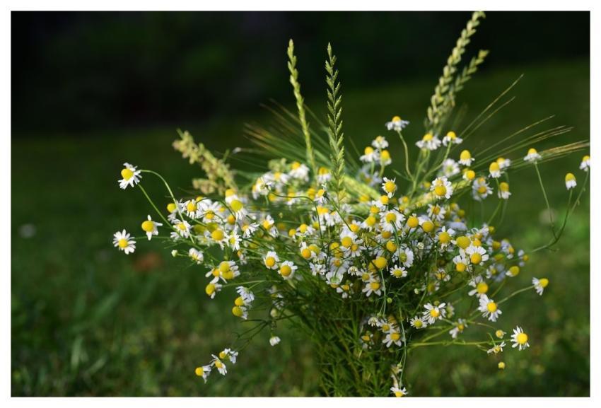 Flower Chamomile Blossom Bloom