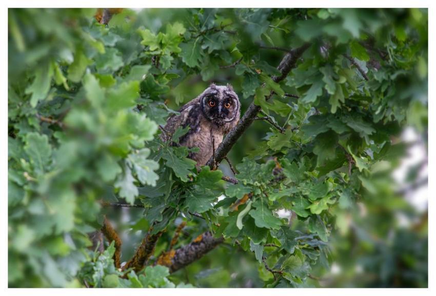 Owl Bird Long-Eared Owl Beak