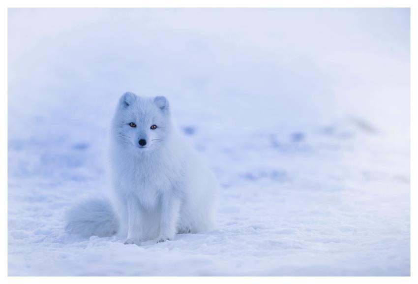 Iceland Arctic Fox Fox White