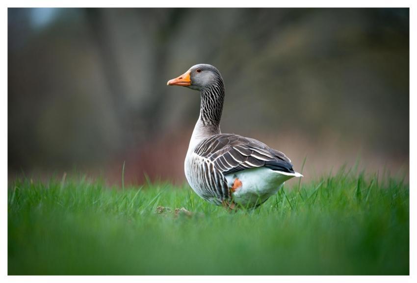 Duck Bird Grass Nature