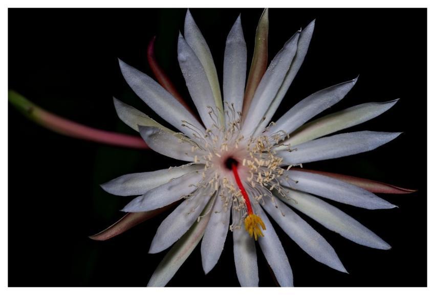 Queen Of The Night Dutchman's Pipe Cactus Flower W