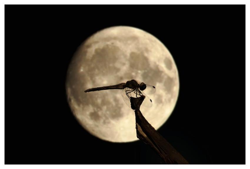 Dragonfly Moon Silhouette Night