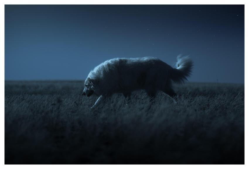 Dog Pyrenean Mountain Dog Night Sky Herd Protectio