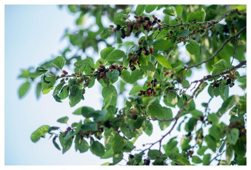 Wild Fruit Summer Nature Delicious