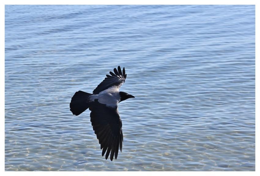 Jackdaw Lake Water Nature