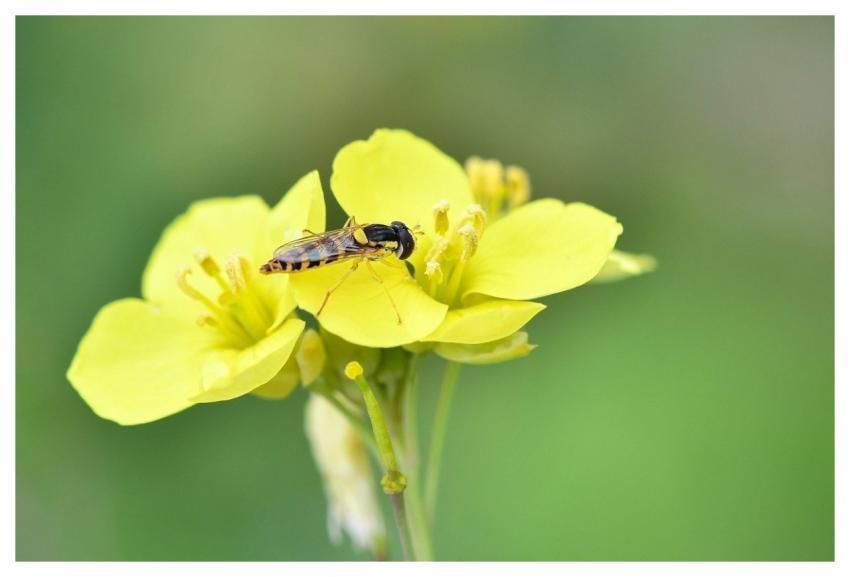 Hoverfly Insect Macro Fly