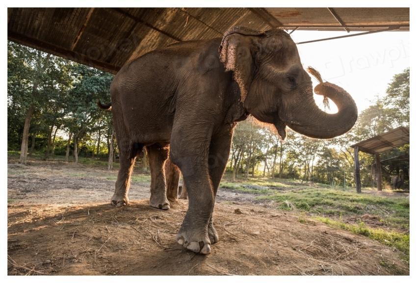 Elephant shelter, wild animal background