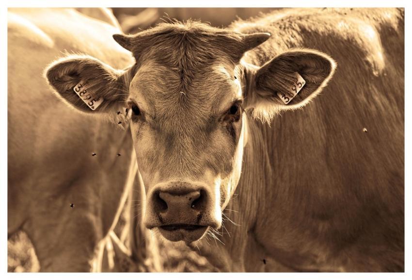 Cow Cattle Animal Horns