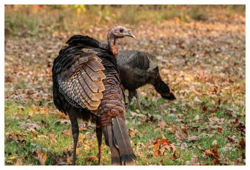 Wild turkey animal background