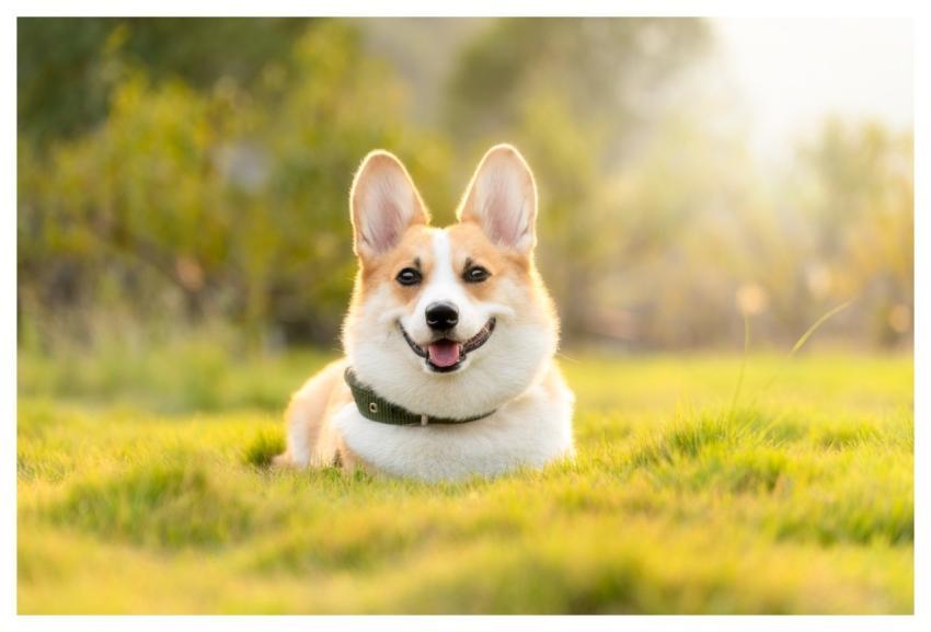 Dog Nature Corgi Cute