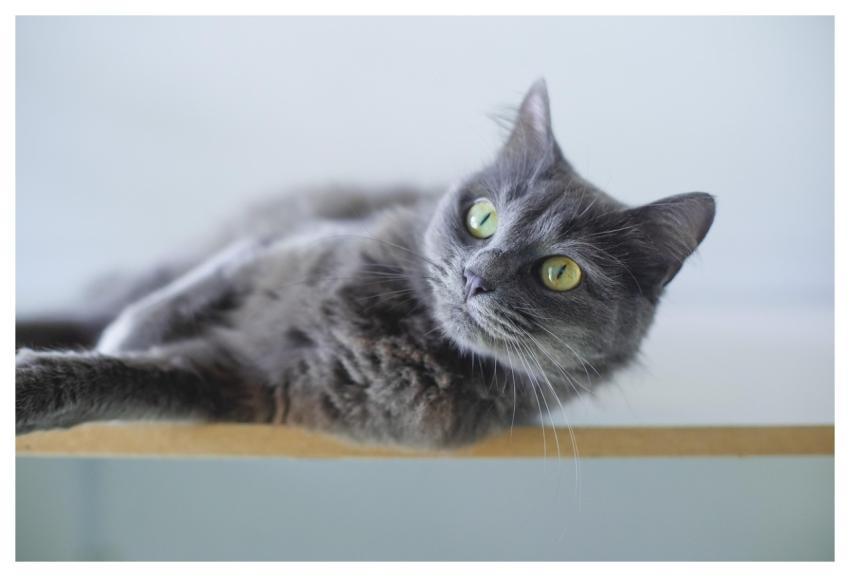 Cat Nature Grey Cat Animal