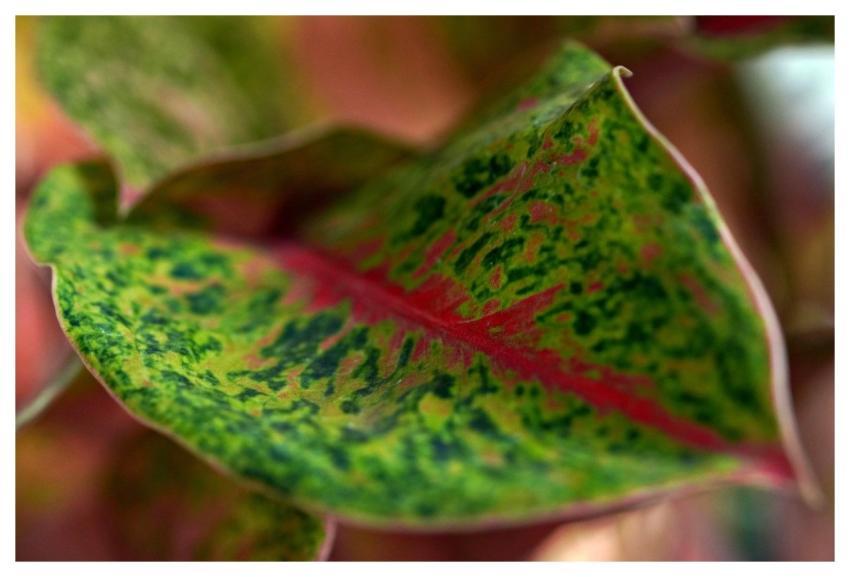 Aglonema Nature Plant Leaves