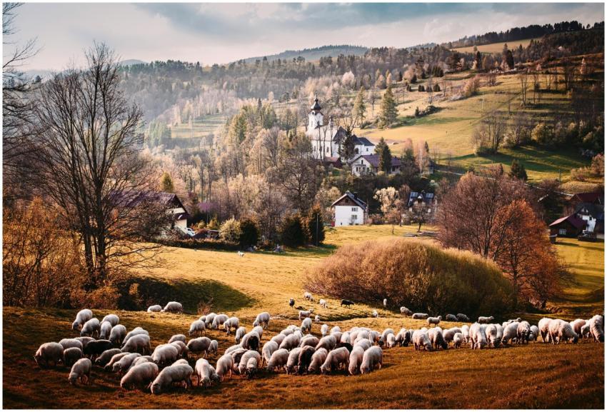 Picturesque scene of sheep grazing in a peaceful r
