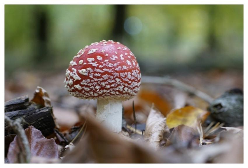 Fly Agaric Mushroom Forest Autumn