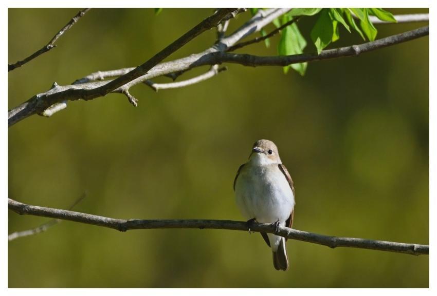 Bird Pied Flycatcher Park Songbird