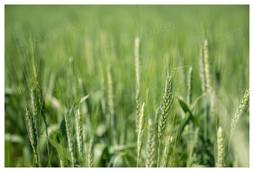 Incorporating all 5 soil health