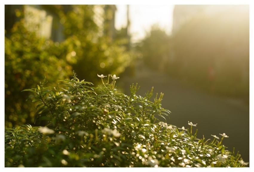 Sunset Nature Landscape Trees