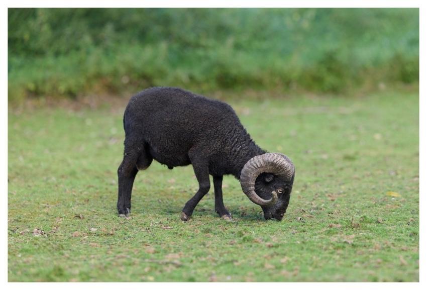 Ram Sheep Male Cattle
