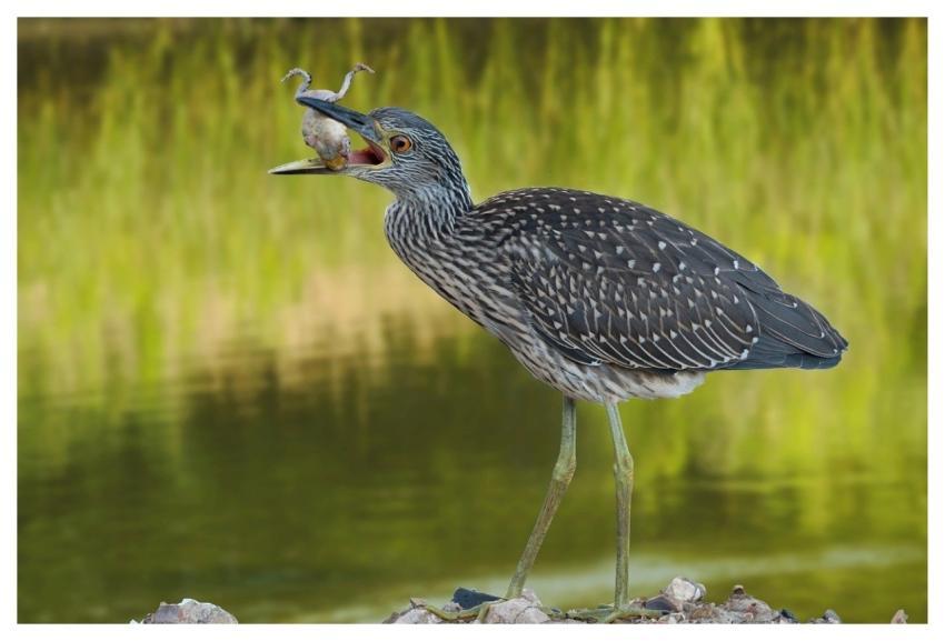 Yellow-Crowned Night-Heron Bird Frog Wildlife