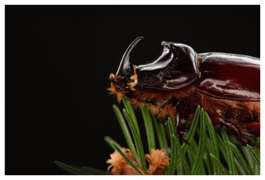 Bug Flora Macro Animal