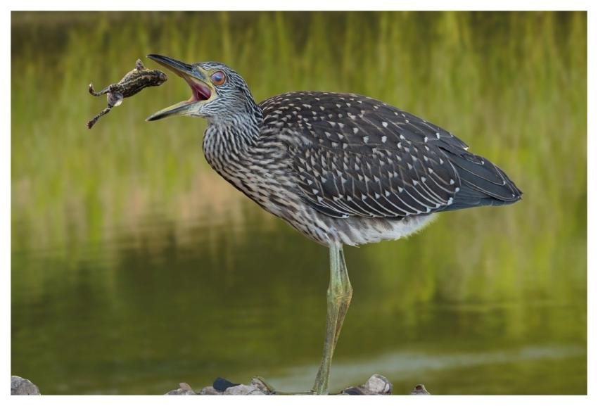 Yellow-Crowned Night-Heron Bird Frog Nature