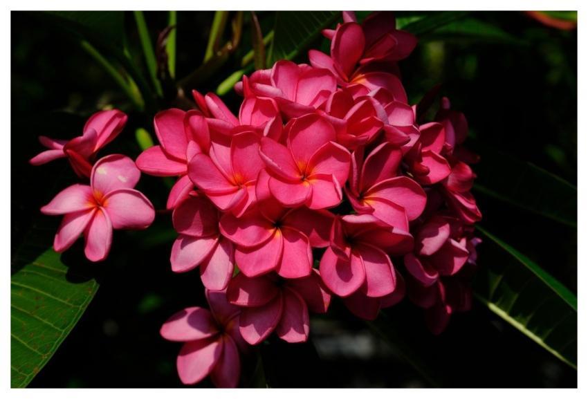 Plumeria Flower Nature Bloom