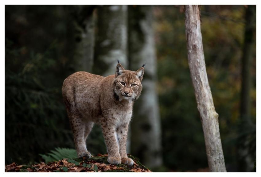 Lynx Wildcat Feline Mammal