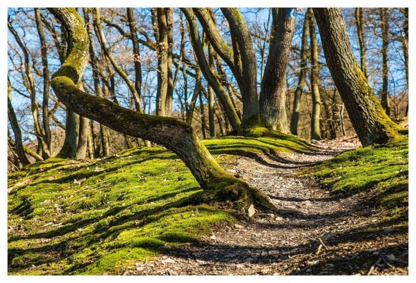 Forest Hiking Trees Path