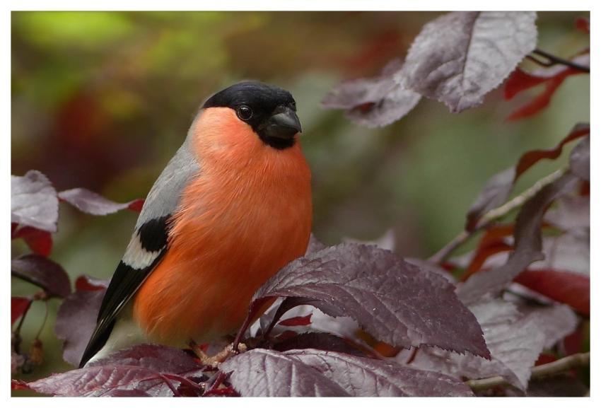 Bullfinch Bird Nature Sitting