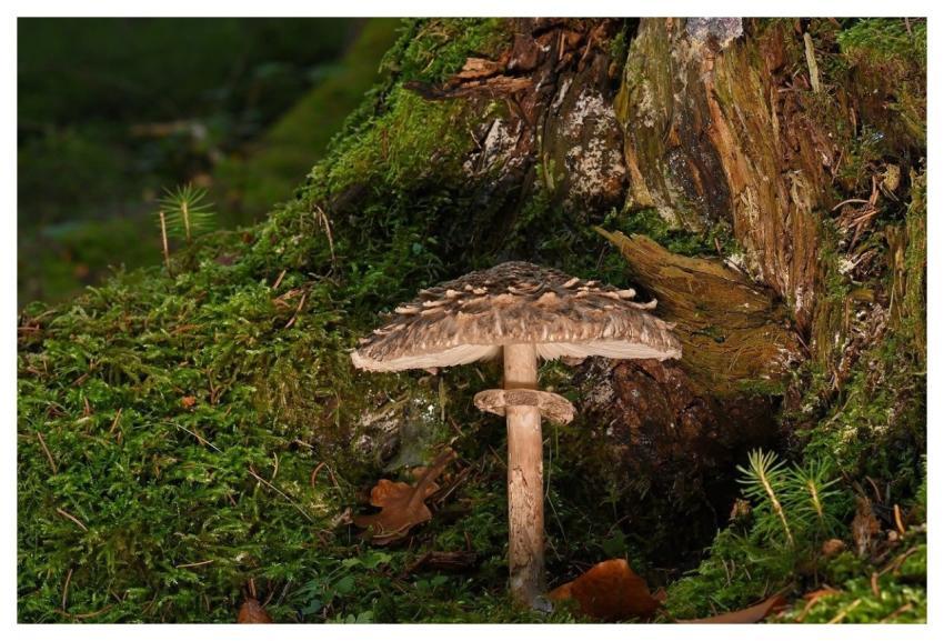 Mushroom Screen Fungus Disc Fungus Moss