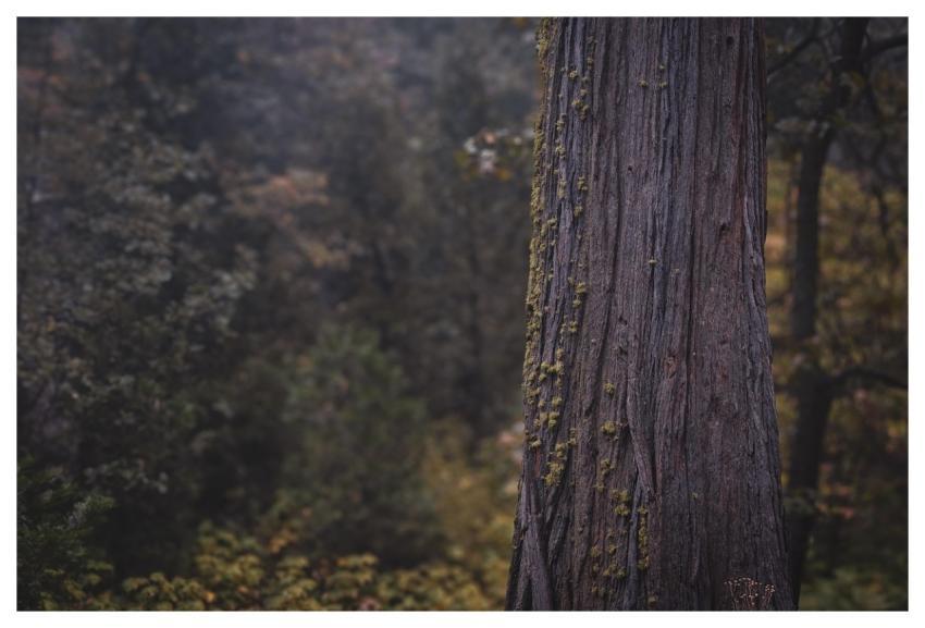 Tree Pine Moss Forest